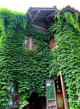 爬墙虎种子 爬山虎种子 攀援观叶植物 五叶地锦 四季常青易种速生