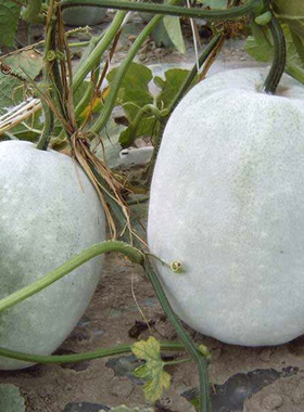 特大粉皮冬瓜种子果皮白绿色农家四季东瓜巨型蔬菜孑盆栽蔬菜种子