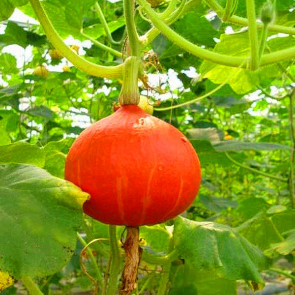 蔬菜种子 红板栗小南瓜种子 甜蜜蜜红蜜南瓜种子 橙红色 南瓜种子
