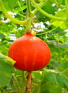 蔬菜种子 红板栗小南瓜种子 甜蜜蜜红蜜南瓜种子 橙红色 南瓜种子