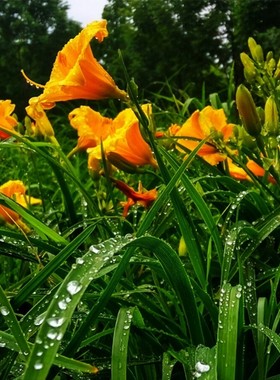 大花萱草忘忧草耐寒植物金娃娃萱草花苗四季开花工程地被花卉盆栽