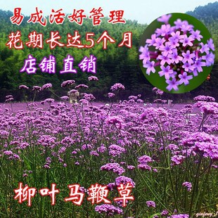 柳叶马鞭草宿根网红花海耐寒花籽种植阳台盆栽北方室外绿化庭院