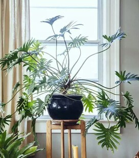 小天使盆栽可水培植物仙羽蔓绿绒室内春羽观叶绿植办公室客厅土养