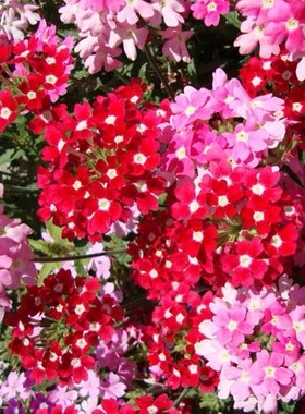 美女樱籽宿根矮生耐寒室内室外庭院阳台盆栽易种易活四季开花种子