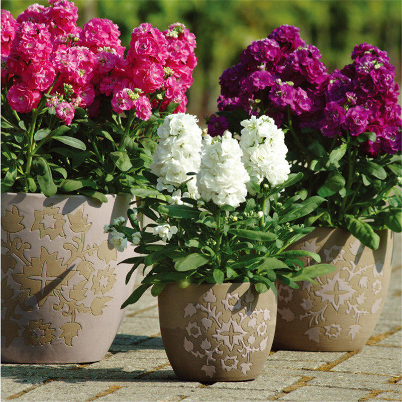 紫罗兰花种籽子花种子四季种易种易活花卉花籽开花不断非洲堇盆栽