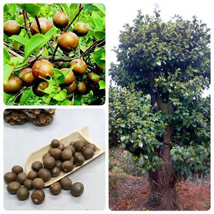 油茶种子 大果红花油茶种子 白花油茶 茶花山茶 茶树种子油茶树籽