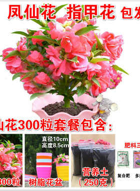 凤仙花种子重瓣茶花阳台盆栽室内学生实验四季易种花草指甲花种籽