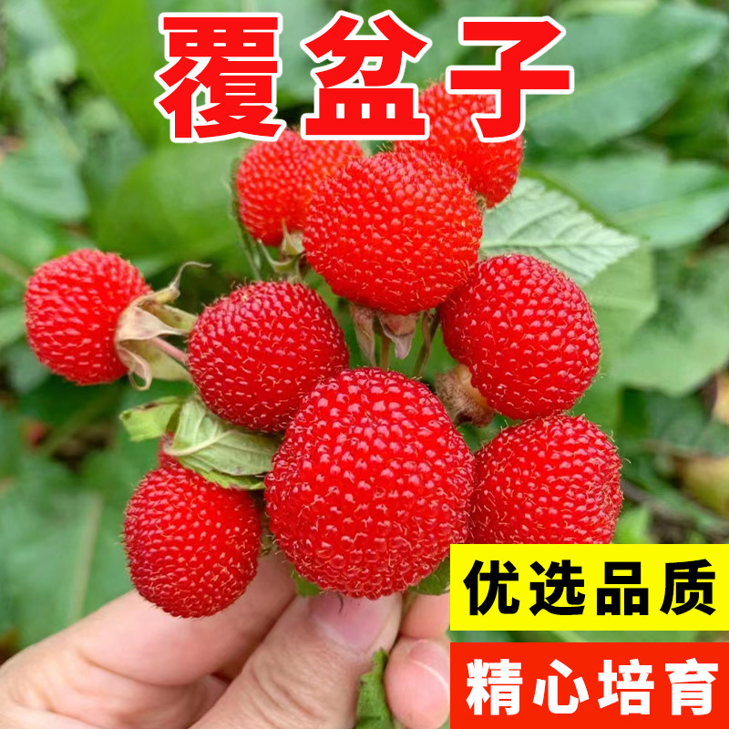野草莓覆盆子种子野生果蓬蘽空肚莓空心泡托莫根树莓刺泡果药材籽 - 实物图