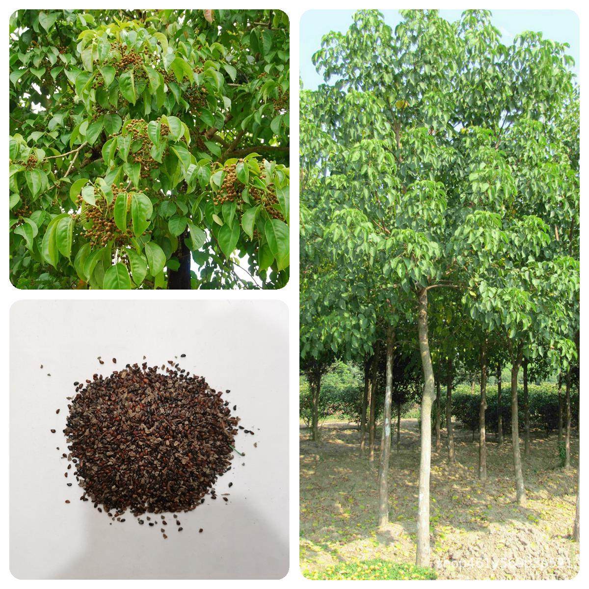 林木种子重阳木种子 景观行道树林木树种子 重阳树种子