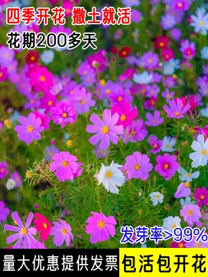 波斯菊格桑花种籽子野花组合四季播种开花易活庭院室外太阳花种孑