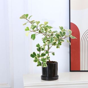 心叶榕锦植物三角榕室内桌面阳台耐热好养四季常青盆栽