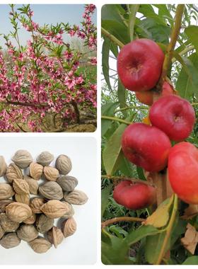 蟠桃种子林木种籽桃树种子仙果种子寿桃种籽四季绿化工程观叶种子