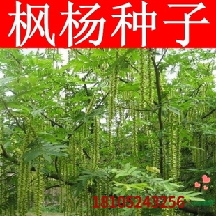 枫杨种子 白杨 大叶柳 大叶头杨树 水麻柳 枫杨树种子 枰柳树种子
