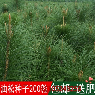 油松种子林木树种松树种子短叶松短叶马尾松红皮松东北黑松