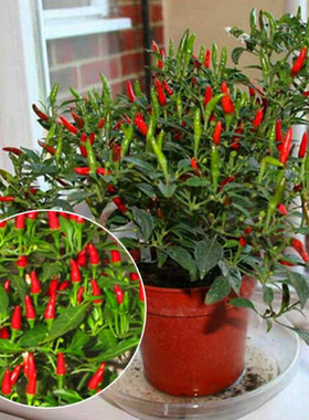 辣椒种籽大全红色朝天椒七彩小米椒种孑蔬菜苗盆栽四季辣椒苗秧苗