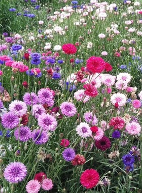 易活矢车菊种子绿化工程花海花籽蓝色花卉蓝芙蓉种籽兰花籽荔枝菊