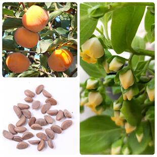 果树种子当年柿树种子柿子花柿子树种子甜脆柿果树种子四季庭院