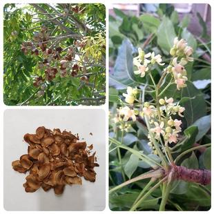 非洲桃花心木种子非洲楝种子林木种孑大乌檀木大叶褐檀木种籽四季