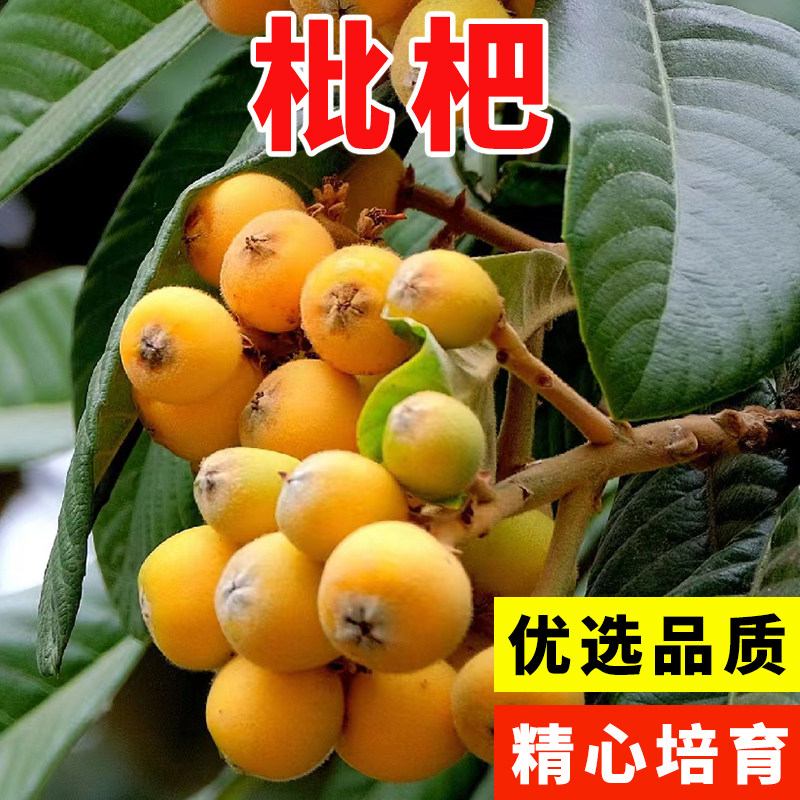 枇杷树种子 琵琶种子白玉枇杷 芦橘白枇杷 大五星枇杷种子 果树籽