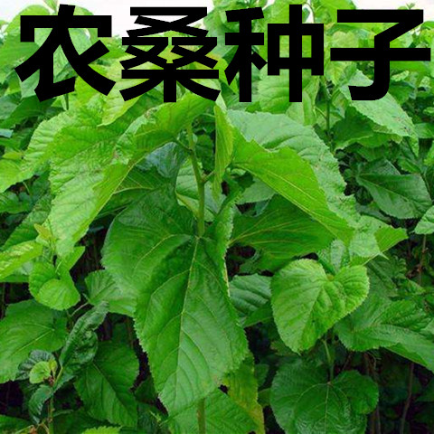 蛋白桑 饲料桑 大叶桑 蚕桑 农桑12号 14 果桑树 杂交桑种子