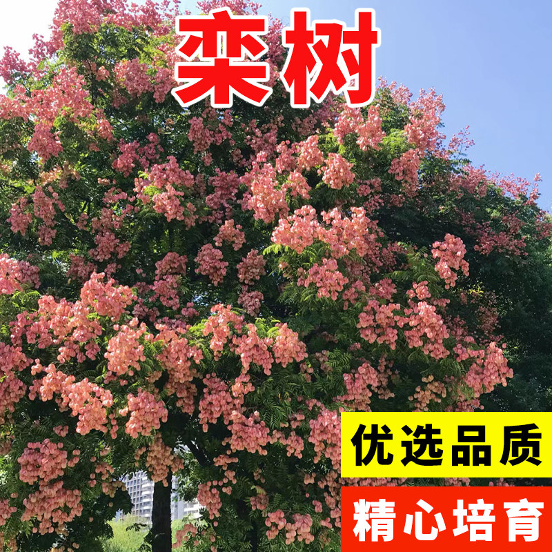新采林木种子 栾树种子黄山栾树种子  北京栾树种籽 北栾南栾种子