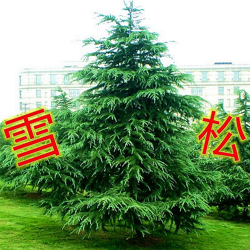 雪松四季常青绿化松柏风景树盆景行道树乔木松树庭院别墅观赏苗木