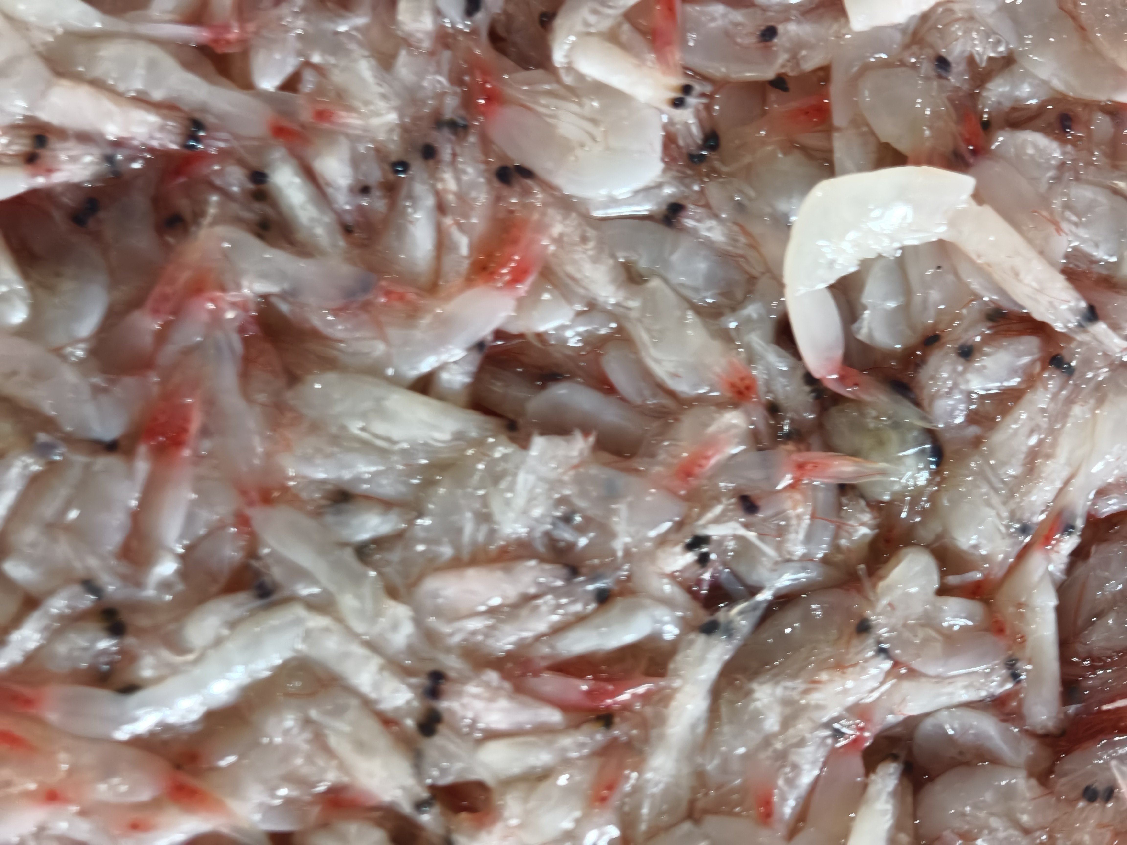 钓鱼饵料打窝生鲜磷虾虾饵免开饵生鲜诱鱼虾滑小黄面伴侣伴海钓打