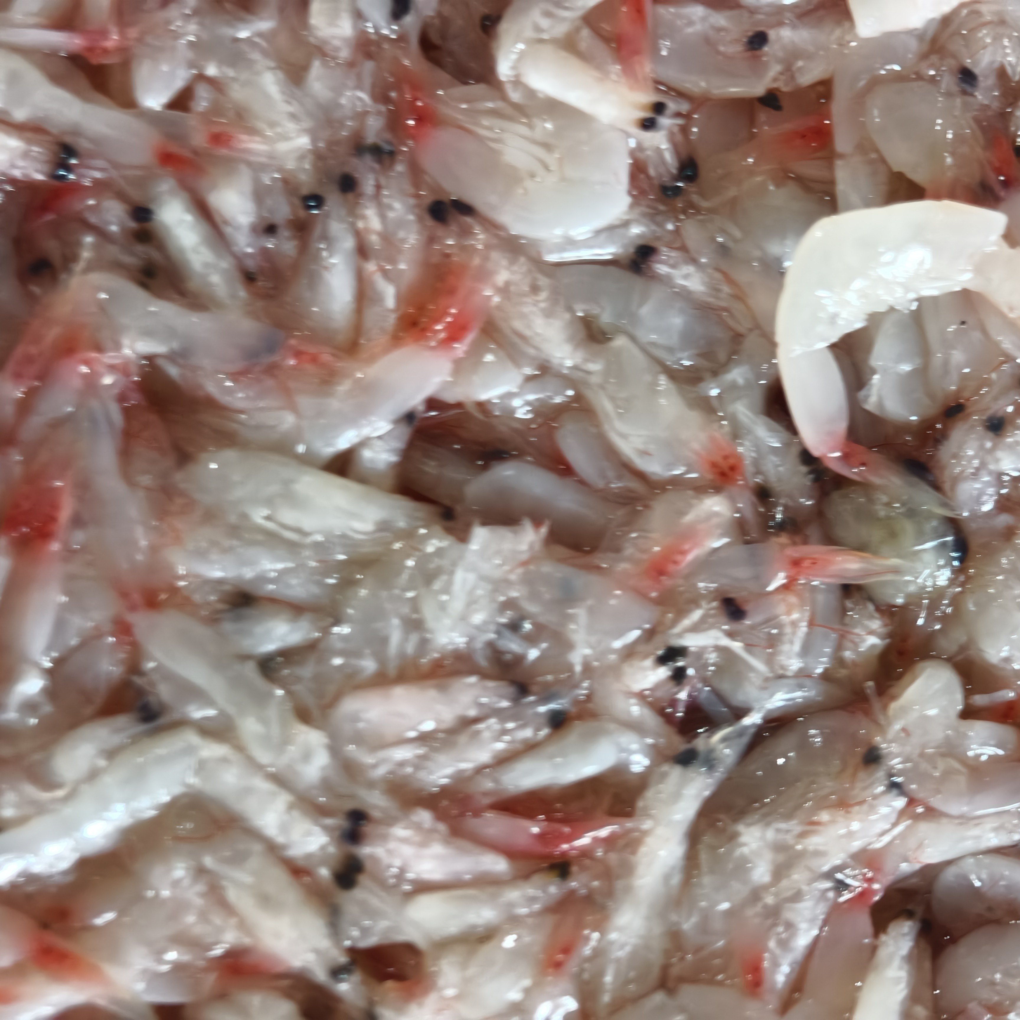 钓鱼饵料草虾海钓打窝虾小白虾草虾打矶钓打窝虾砖草虾可挂鱼饵料
