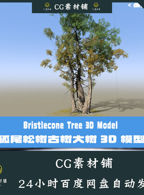 C4D老树古树3D模型狐尾松Blender大树Speedtree工程3DMAX FBX模型