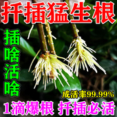 2025新款 果树嫁接壮苗剂生根粉营养液 植物扦插生根剂生根液月季