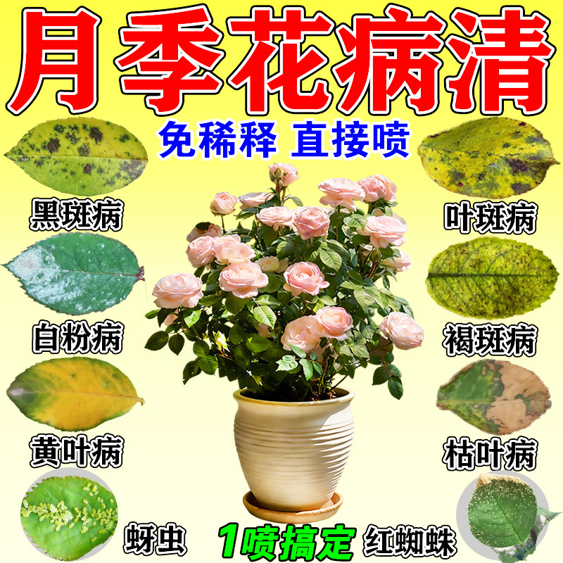 月季花病虫害常用药玫瑰枯叶黄叶黑斑白粉病黑杆专用防杀虫专用肥图片