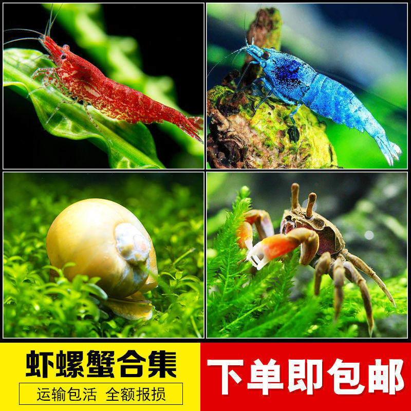 观赏虾活体樱花水晶极火黄米琉璃水族草缸淡水宠物除藻工具清洁虾