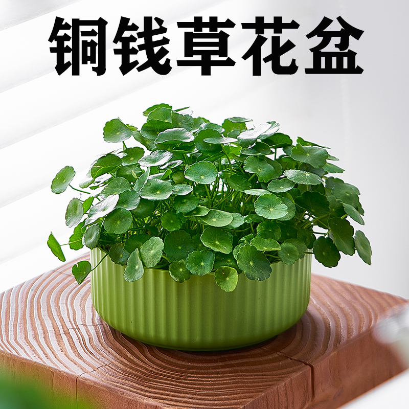 铜钱草花盆大号水培花盆