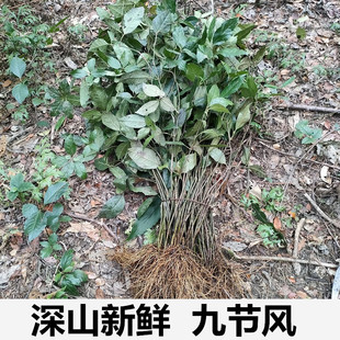 野生新鲜九节风500g草珊瑚九节茶接骨金粟兰肿节风满山香九节兰