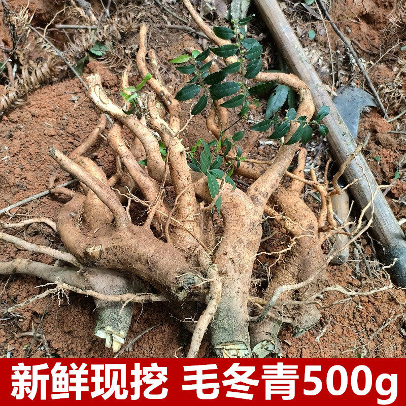 野生新鲜毛冬青根大叶苦茶叶山冬青小叶毛冬青细叶青六月霜细叶青