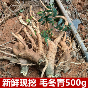 野生新鲜毛冬青根大叶苦茶叶山冬青小叶毛冬青细叶青六月霜细叶青