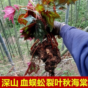 血蜈蚣新鲜裂叶秋海棠根500g野岩红红天葵石莲红莲红孩儿