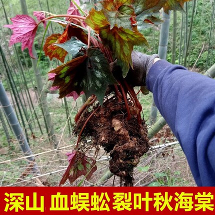 血蜈蚣新鲜裂叶秋海棠根500g野岩红红天葵石莲红莲红孩儿