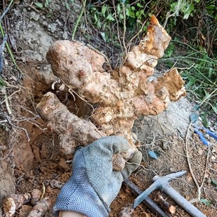 野硬饭头泡茶煲汤料中草药材2斤装 现挖正宗生新鲜土茯苓1000g 包邮