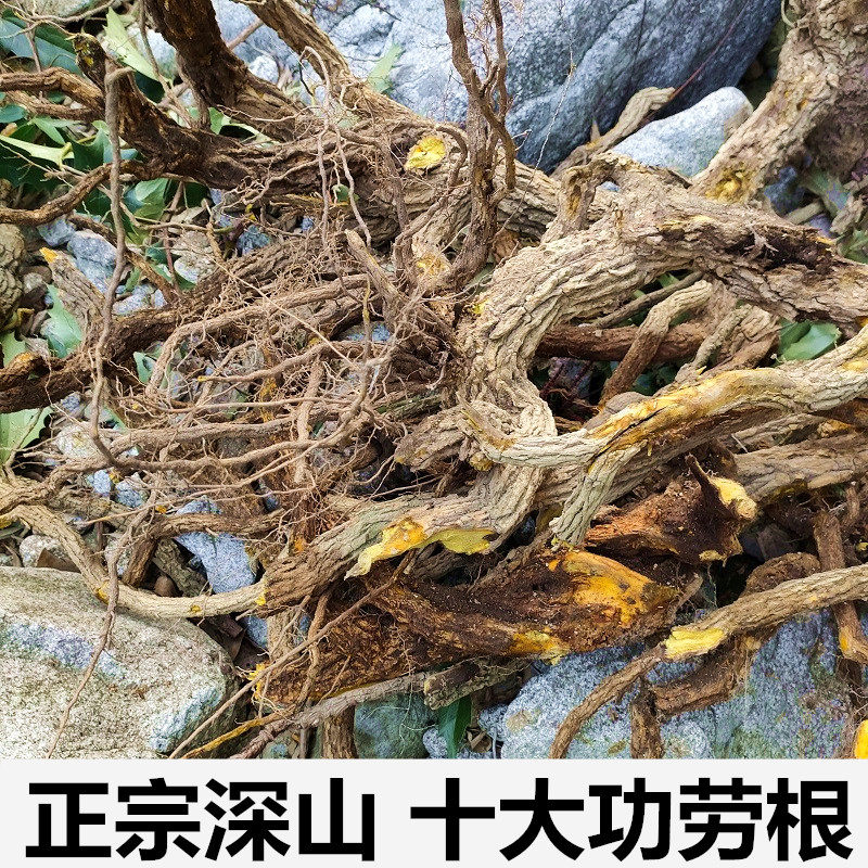 野生十大功劳根500g刺黄连土黄连土黄柏刺黄柏刺黄芩功劳木山黄芩