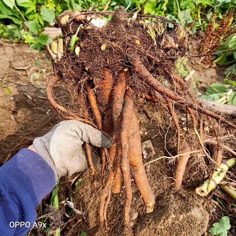 生新鲜土大黄根洋铁叶根牛耳大黄酸模牛西西羊蹄根血三七金不换