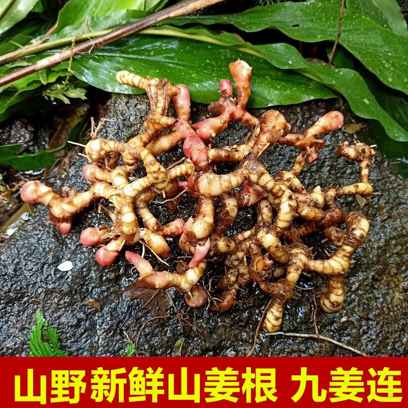野生新鲜山姜根九姜连鸡爪莲九龙盘箭杆风美草姜红豆蔻叶淫羊藿