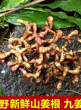 野生新鲜山姜根九姜连鸡爪莲九龙盘箭杆风美草姜红豆蔻叶淫羊藿