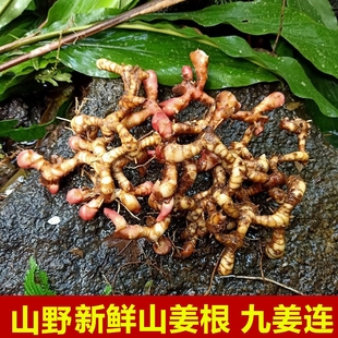 野生新鲜山姜根九姜连鸡爪莲九龙盘箭杆风美草姜红豆蔻叶淫羊藿