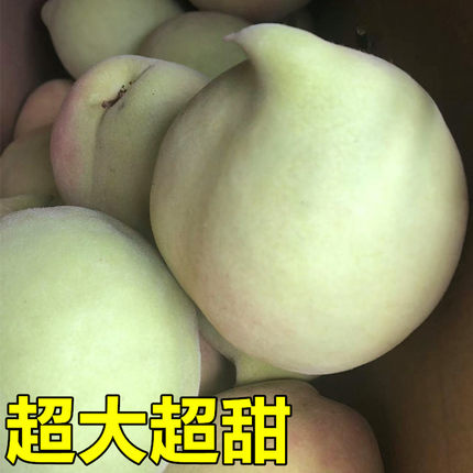 现摘5斤 大果正宗韶关龙珠仙桃鹰嘴桃新鲜当季孕妇时令水果水蜜桃