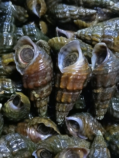 山坑螺鲜活2斤装粤北深山鲜活溪水山坑螺清水溪螺特产纯野生坑螺