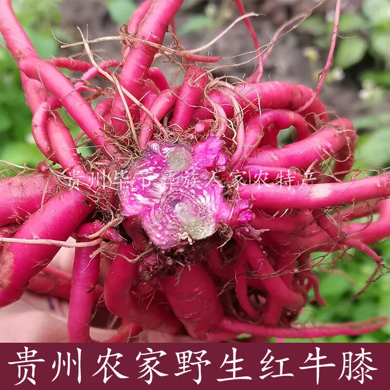 贵州野生新鲜红牛膝食用红牛膝中药材红土牛漆牛克膝怀牛膝500克
