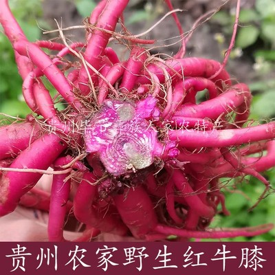 贵州野生新鲜红牛膝食用红牛膝中药材红土牛漆牛克膝怀牛膝500克