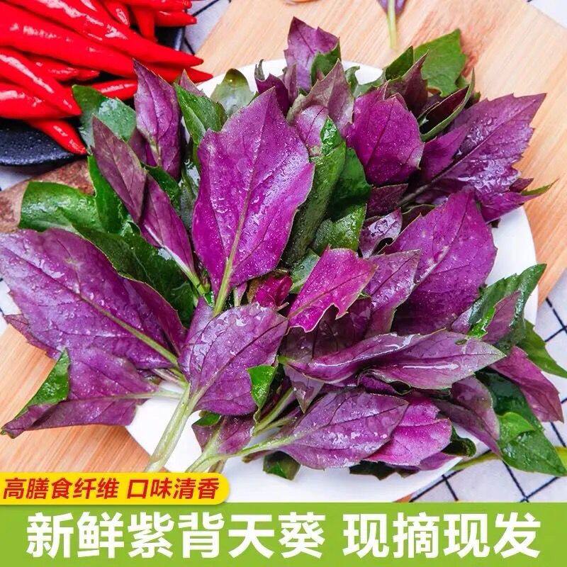 四川特产 血皮菜 紫背菜 红凤新鲜观音菜 野菜蔬菜1/2/5斤