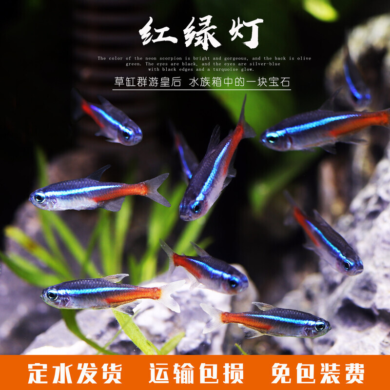 红绿灯鱼活体小型灯科鱼活体热带观赏鱼淡水鱼绿莲灯群游草缸